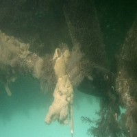 Colonial Sea Squirt sp